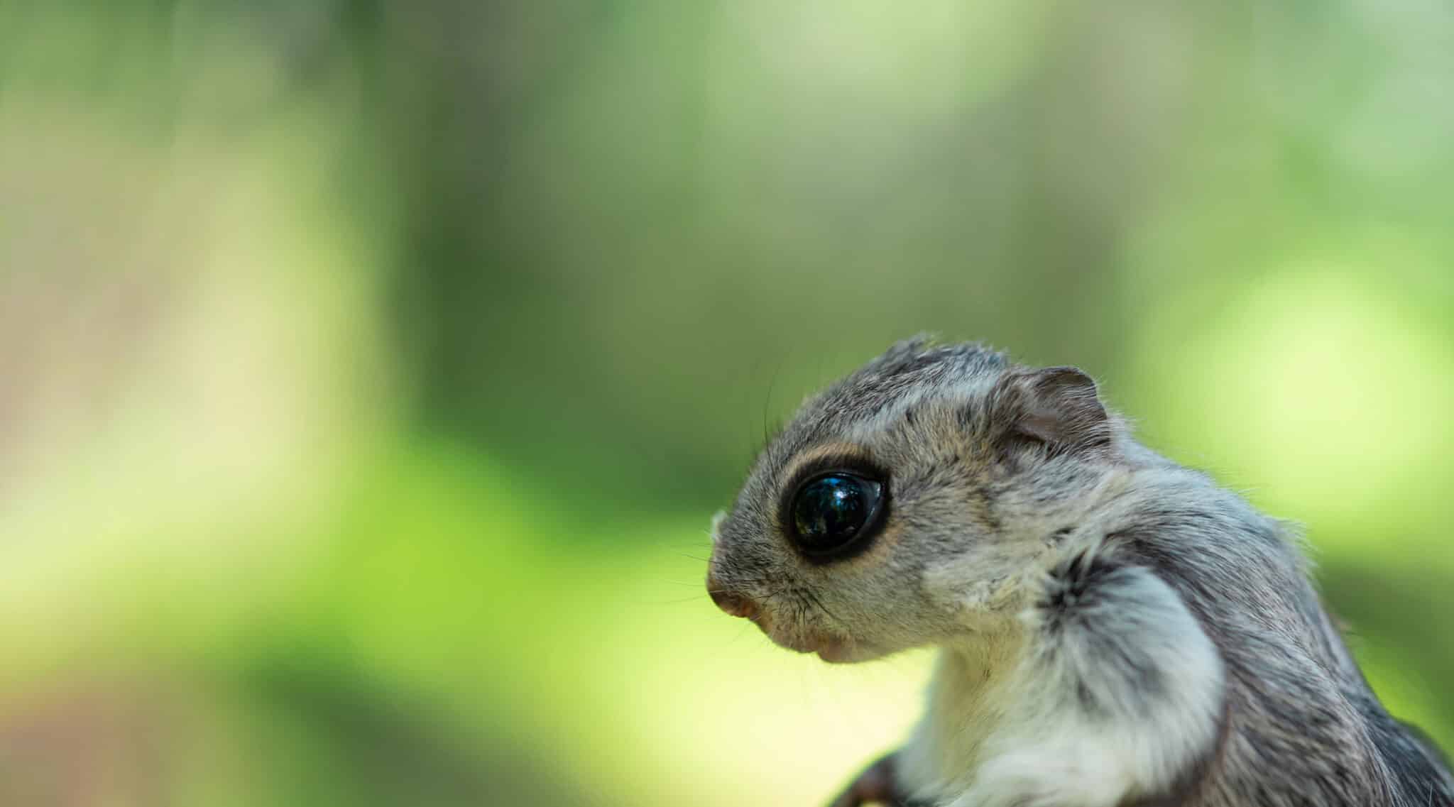 Green corridors for flying squirrels - Fingrid-lehti